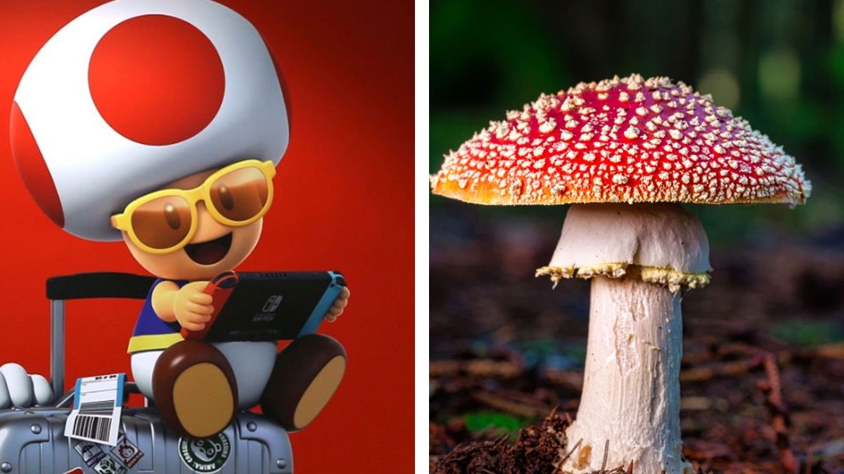 Toad El Simpático Hongo De Mario Bros Está Inspirado En Una Especie Real Hombres 100 Estilo